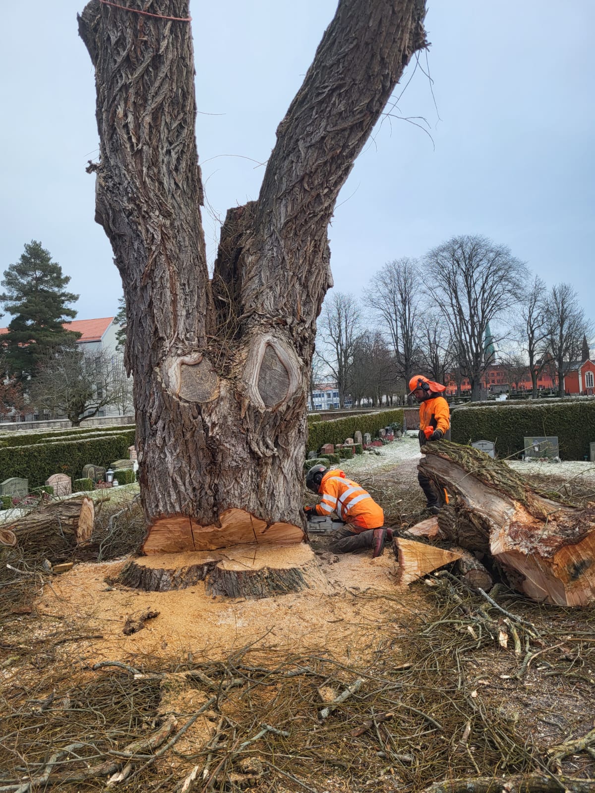 Trädfällning Norrköping